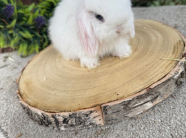 Baby blue eyed white mini lops