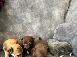 Apple head chihuahuas
