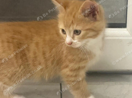 British shorthaired x