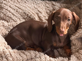 Chocolate male dachshund