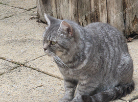 BSH  cat