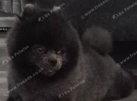 Very small teddy bear pomeranian