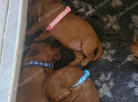 Exceĺent cockerpoo puppies 3 males