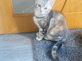 Kitten for sale