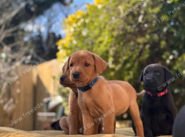 Labrador Puppies Last two of Litter