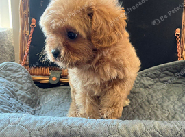 Beautiful 1st generation cavapoos