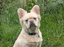Fluffy Frenchie