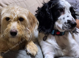 Australian Labradoodle Puppies