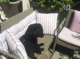 Cockapoo needs new home