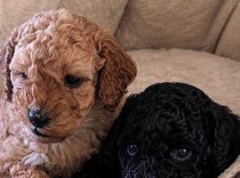 Real life Teddy Bears F1B curly miniature cockapoo