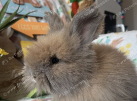 Angora babies for sale