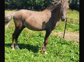 Pony for sale