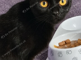 2 years old female cat