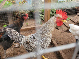 Legbar cockerel