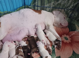 Puppy Staffordshire Bull Terrier