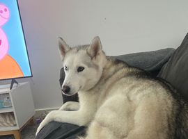 female siberian husky