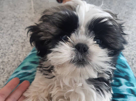 Absolutely Stunning Shih Tzu Puppies
