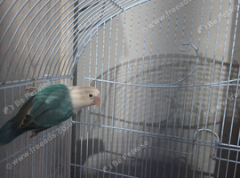 Beautiful male love bird