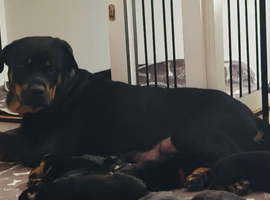 Rottweiler puppies for sale