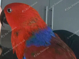 Talkative female eclectus.