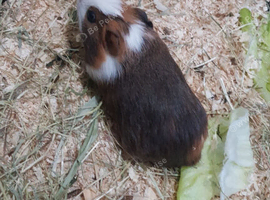 4 male guinea pigs