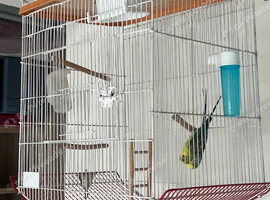 Pair budgies with cage