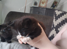 Gorgeous little boy left maincoon cross