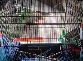 Bird cage with toys and natural branches