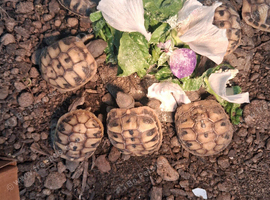 Tortoises for sale.