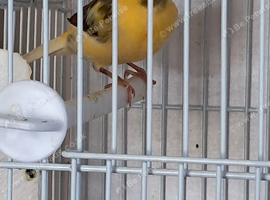 3 pairs of canaries