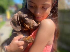 Darling Dachshunds