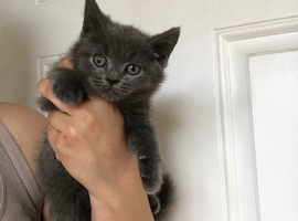 Beautiful Scottish fold (mixbreed) kittens