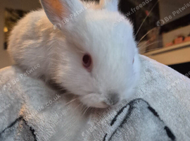 Baby bunnies