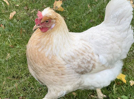 2 Silver Sussex laying hens