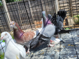For sale x6 pigeons mixed