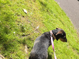 FEMALE 3 YEAR OLD LONG HAIRED DACSHUNDD ,, MEYO , NEEDS REHOMING ASAP.
