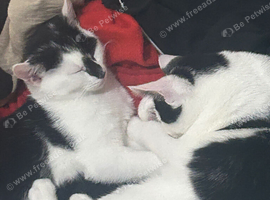 2 beautiful kittens
