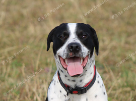 10 month old lab x Doberman x mix breed
