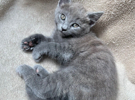 Russian blue mixed breed kittens