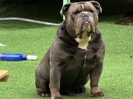 *Koba* Old English Bulldog for Stud