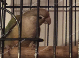 Green cheek conure