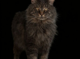 TICA ACTIVE CHAMPION MALE STUD