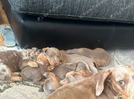 2 lilac & tan girls miniature dachshund for sale!!