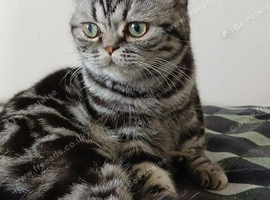 BSH. Male. TICA.