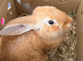 2x Rabbits