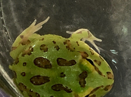 Pac-Man (Horned) Frog babies cb26