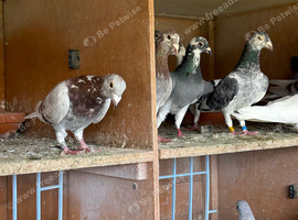 Pigeons