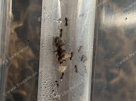 (FREE SHIPPING) Lasius Niger Tubes Queen and 15+ workers (5x AVAILABLE)