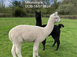 Beautiful Pet Females Available