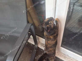 5 yr old cat, spayed and chipped